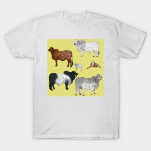 Brahman Cattle Yellow T-Shirt